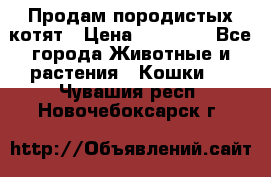 Продам породистых котят › Цена ­ 15 000 - Все города Животные и растения » Кошки   . Чувашия респ.,Новочебоксарск г.